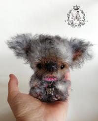 Kurzschnauzer -teddy 
